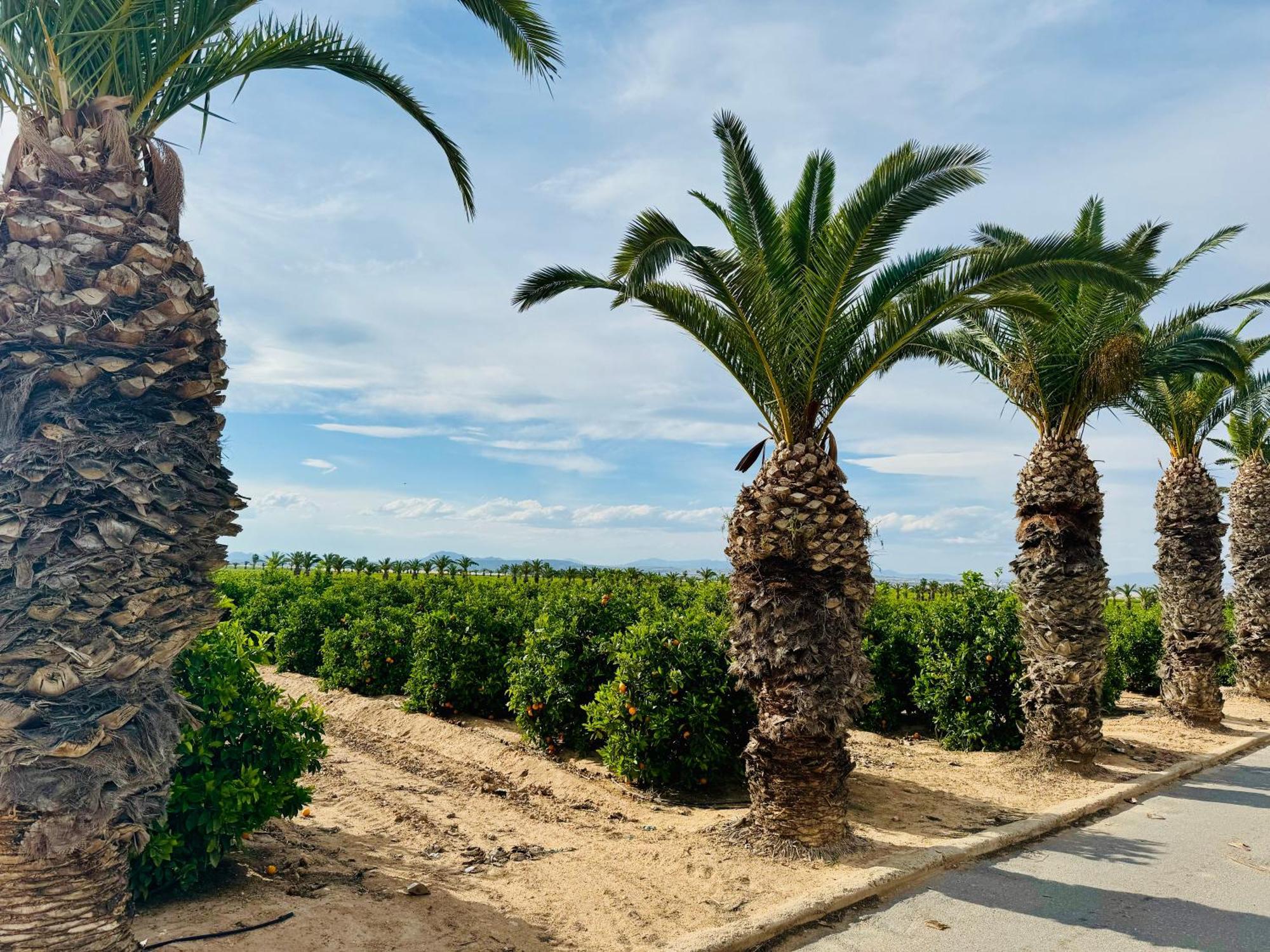 Apartamento Agua Rosa Torrevieja Esterno foto